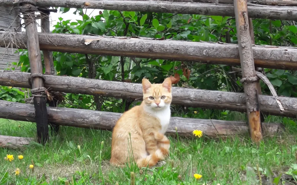 Konkatt